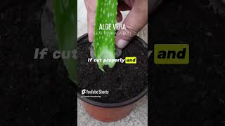 Aloe vera leaf propagation