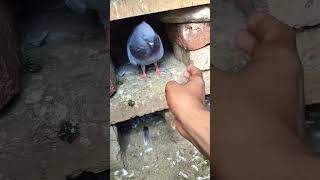 KABUTAR LOVER 🕊️#kabutar #pigeon #pigeons #birds #kabootar #pigeonpose #pigeonlove #kabutarbazi