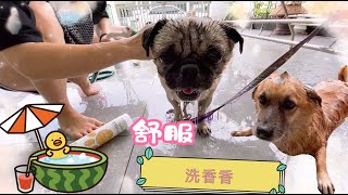废废⓵家  ➽【 狗狗日常#6】狗狗洗澡大作战+爱的魔力转圈圈｜⍢⃝⍨⃝∵⃝♡⍢⃝