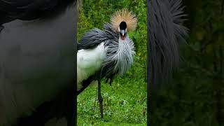 Grey crown head  Crane.. Creatures of the Nature.