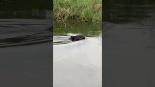 CAPIVARA NADANDO MELHOR DEFESA CONTRA ONÇA! #pantanal #wildlife #naturephotography #animals