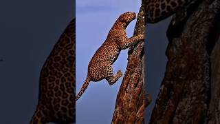 cheetah and tiger | speed demon of the savanna #wildlife #worldwildlife #animals #wildworld