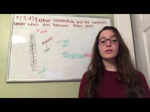 Actin Filaments and Treadmilling (BIOS 041)