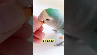 小鹦鹉不喜欢吃水果蔬菜怎么办 鹦鹉 手养鸟日常 科学养宠攻略 养鸟经验分享 萌宠出道计划