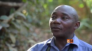 Sierra Leone’s Tacugama Chimpanzee Sanctuary