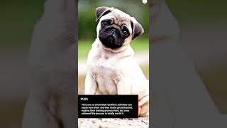 15 Smartest Dog Breeds #top15 #DogBreeds