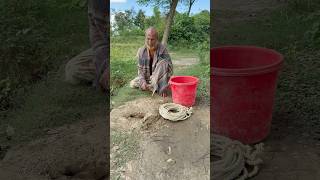 Unbelievable Farmer’s rat hunting activities 1 #short #animals #agriculture #rattrap