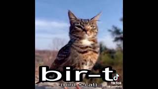 birt...#birt #cat #bird @Alice1apple