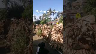 mga bagong bayani #shortvideos #excellentwork #bagongpilipinas