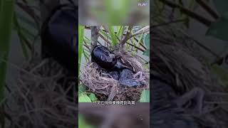 锹形虫绑架小鸟 #野生动物零距离#锹形虫