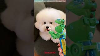 Crazy Reaction #react, #toy, #ytstudio, #youtube, #shorts, #viralvideo