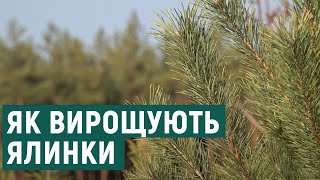 Як на Харківщині вирощують ялинки і сосни