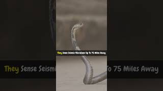 Snakes Can Predict Earthquakes? 🐍🌍 #SnakeFacts #EarthquakePrediction #AnimalFacts #Wildlife #Nature