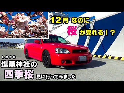 レガシィドライブ 12月なのに桜が咲く塩竈神社の四季桜を見にドライブ