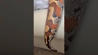 Large Blood Python