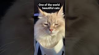 #viral #cat #cutecat #catsliver#myfavorite