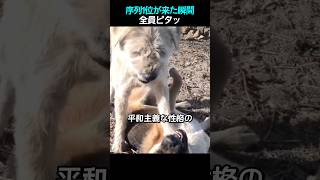 みんなを黙らせた序列一位 #動物 #犬 #shorts