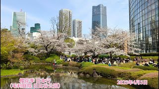 樱花季东京及周边游（3）毛利庭院 日比谷公园