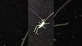 When Bugs Meet Bugs: Chaos Ensues! #lmao #brothaewww #whatsthatbrotha
