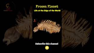 Frozen Planet #frozenworld #frozennature #frozenphotography #frozenlife