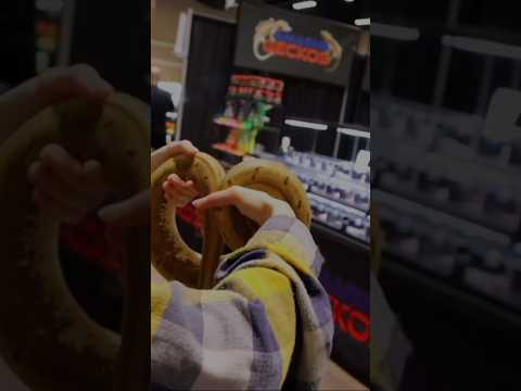 Ball python pretzel anyone? #reptiles  #ballpython
