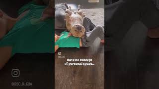 Ever wonder why they’re called bully breeds? #bullybreed #amercianbully #dogshorts #funny