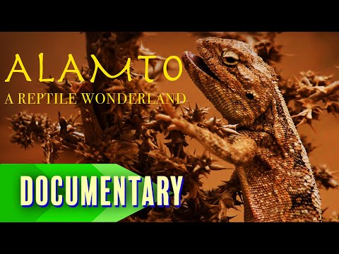 Discover Iran’s Rare and Exotic Reptiles 🦎 | Full Documentary