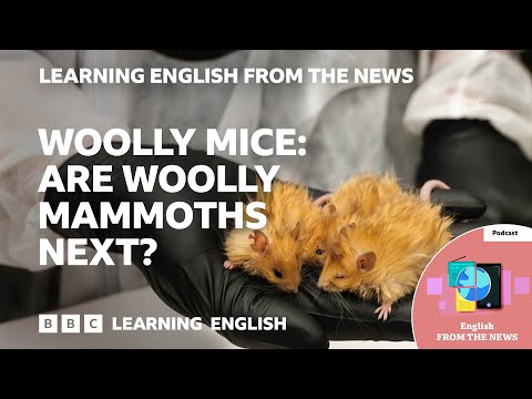 Woolly mice: Are woolly mammoths next? BBC Learning English from the News