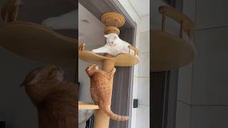 OMG 😱🔥🐈 #shorts #youtubeshorts #cats