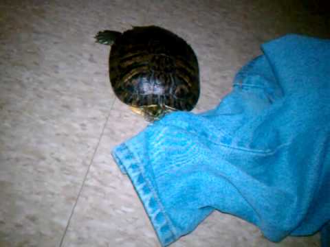 Turtle Eating Pants