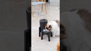 Easy-to-install pet water dispenser! #waterdispenser #catsupplies #petlover #cat #mycat #catmom