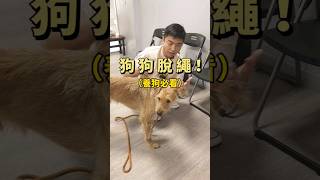 狗狗脫繩了！｜熊爸估狗