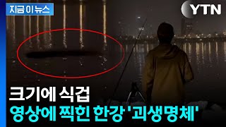 "누가 악어 방생한 것 아니냐"...한강 '괴생명체' 영상에 와글와글 [지금이뉴스]  / YTN