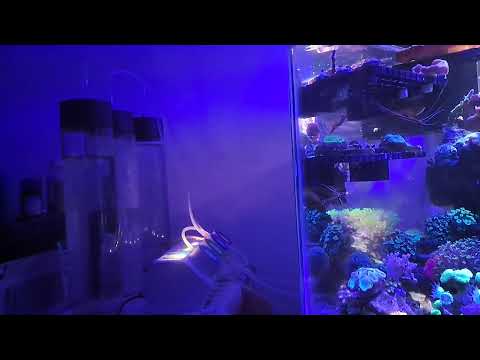 January 2nd 2025 40 Gallon Reef