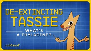 What's a Thylacine or Tasmanian Tiger? | Episode 1 | Colossal Biosciences