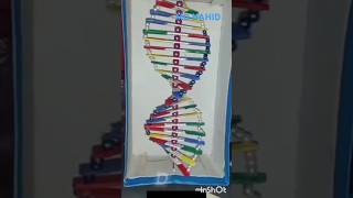 DNA Model class Nines 2024#Edocation#larn#viral #সব
