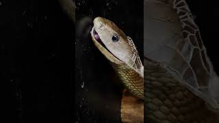 Most Satisfying Black Mamba Video EVER!!!