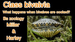 Edible Bivalves || How to cook bivalves || Seafood || Class bivalvia || Phylum Mollusca || Mollusks
