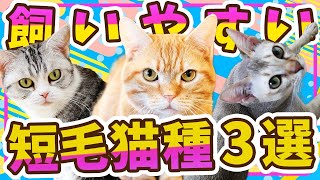[Surprising!?] 3 easy-to-keep short-haired cat breeds! An active cat breeder introduces the recom...