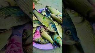 Simran vlog ❤️#🐟🐟#simranvlog #❤️🐟🐟
