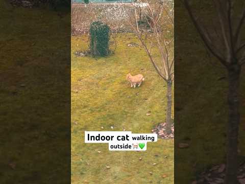 Indoor cat goes outside🐈👀💚 #cat#gingercat#garden#winter#cold#music#curiosity#explore#animal#tom