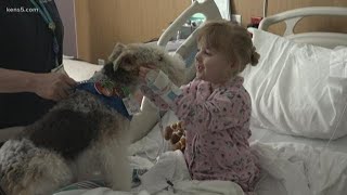 Even when fighting his own injuries, Finley the therapy dog works to bring joy to Baptist Hospital p