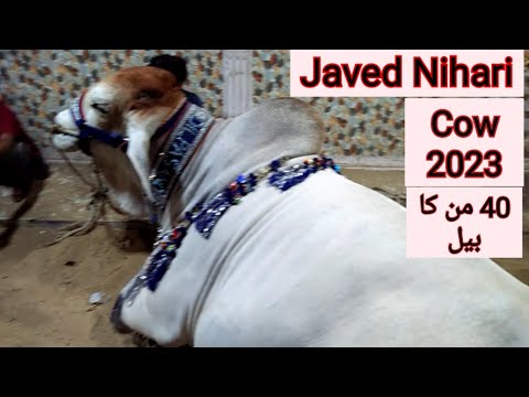 Javed Nihari Cow 2023 | Heavy weight and Big Javed Nihari Qubani Cow2023
