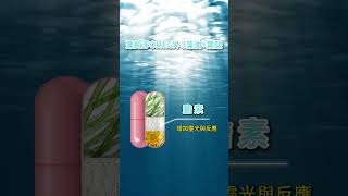 【孕補媽咪營養首選】藻純淨OMEGA-3藻油+葉酸 #藻油 #葉酸 #孕婦 #孕補 #純素 #保健食品