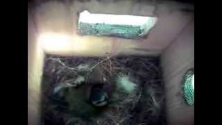 Blue Tits 7 eggs 28th April 2015