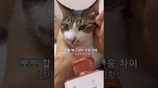 뽀뽀 했을 때 고양이 성격 차이