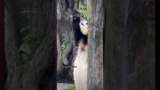 6.20福宝不停在探索❤️FuBao keeps exploring#大熊猫福宝 #大熊猫宝力 #大熊猫青宝 #大熊猫谊谊 #大熊猫升谊