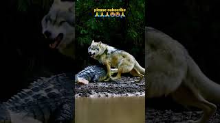 Wolf 🐺 Crocodile 🐊 #viralvideo #aigenerated #wolf #ai2025 #wolf #USA