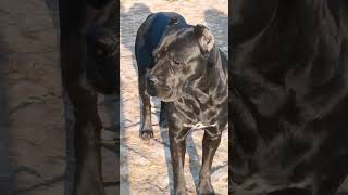 #trendingvideo canecorso dogs 🥰❤😍💪✌ #yutubeshorts #dogslovers #canecorso #trending #dogslover