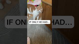 IF ONLY HE HAD #Catmanjohn #russellthecat #talkingcat #hunger4words #aiclearner #smartcat #fluentpet